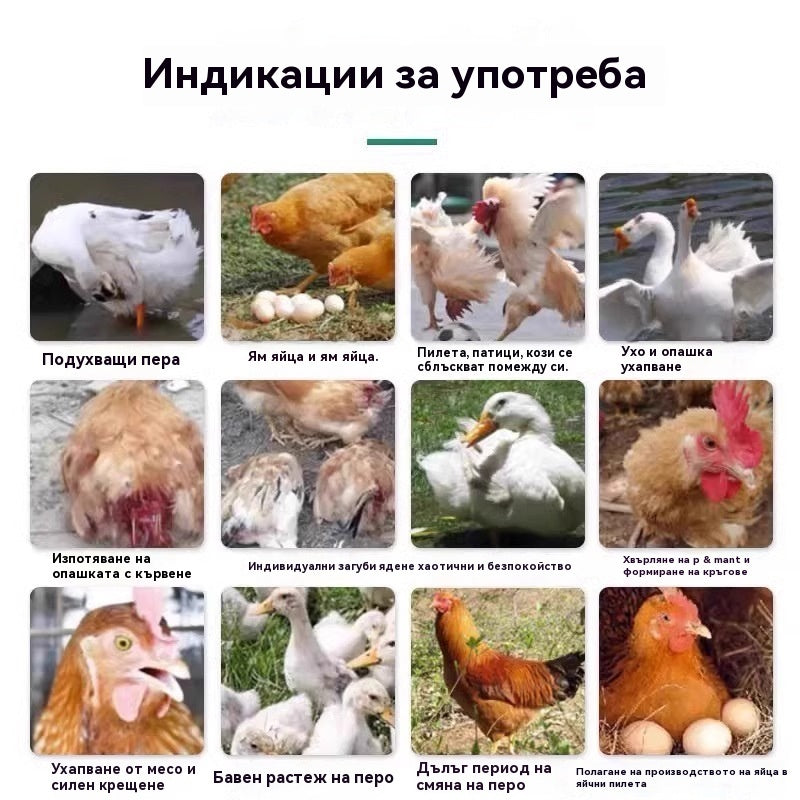 Едно шише лекарство, което може да лекува всички болести при пилетата ✅ Пилета, които кълват перата, пръстите и опашките ✅ Пилета, които чупят яйца ✅ Недостиг на хранителни вещества при домашни птици