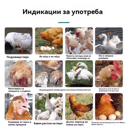 Едно шише лекарство, което може да лекува всички болести при пилетата ✅ Пилета, които кълват перата, пръстите и опашките ✅ Пилета, които чупят яйца ✅ Недостиг на хранителни вещества при домашни птици