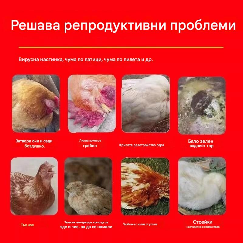 Лекува всички болести по пилетата ✅ Настинки и треска ✅ Чума по пилетата и диария ✅ Кашлица и ентерит ✅ Затворени очи и увиснали крила ✅ Вирусни и бактериални инфекции ✅ Приложим за всички видове птици